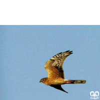 گونه سنقر سفید Pallid Harrier